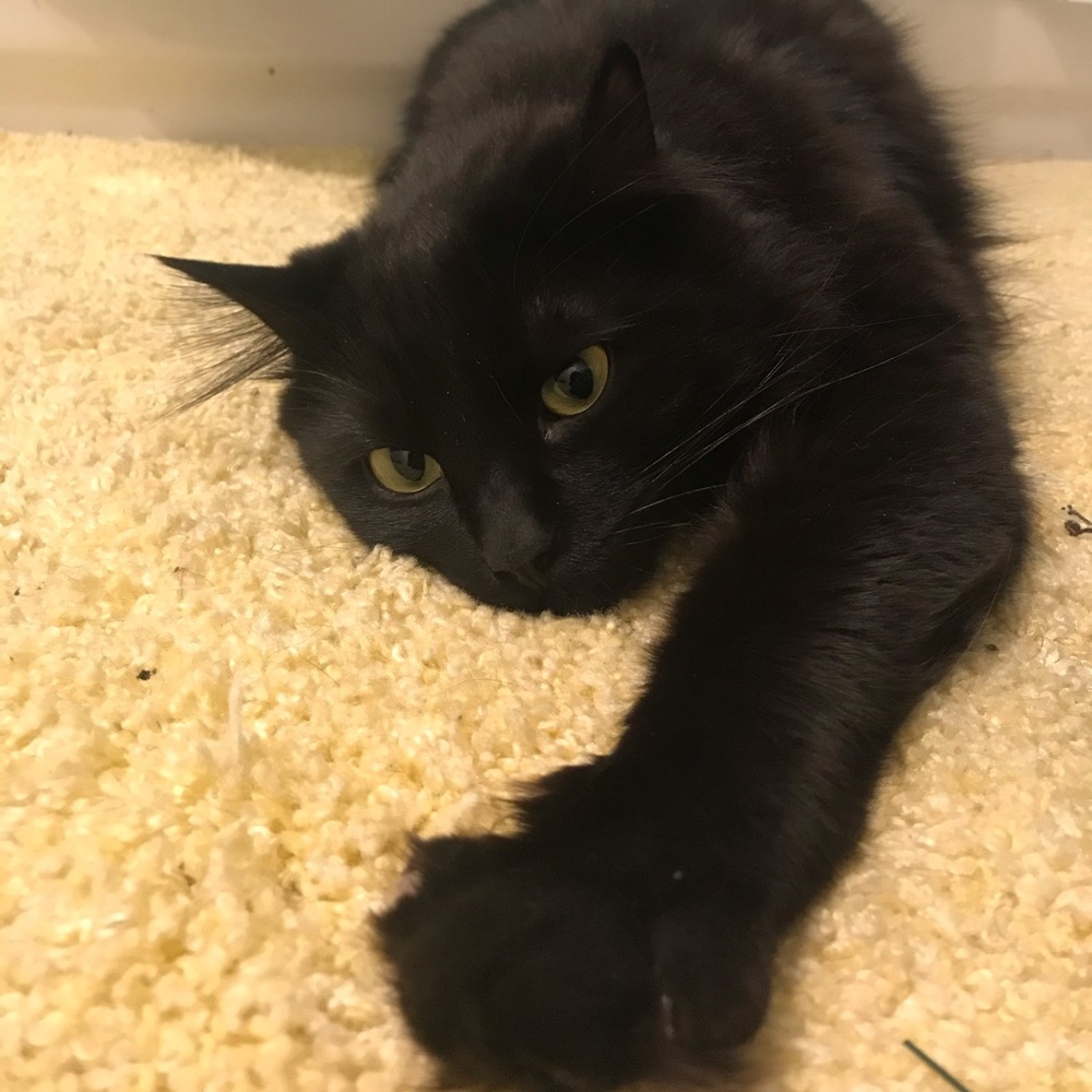 Meet your Posher, Kyle